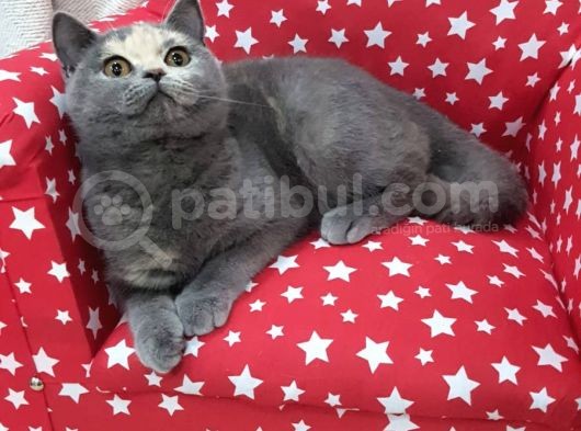 Ipek Tüylü Kızımız Yeni Ailesini Bekliyor görsel