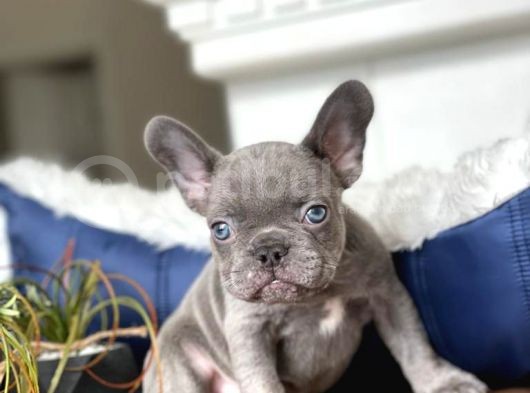 Mavi̇ Gözlü Blue French Bulldog Bebeği̇mi̇z