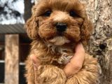 Mükemmel Maltipoo Bebeklerimiz