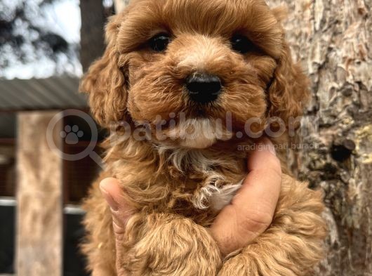 Mükemmel Maltipoo Bebeklerimiz görsel