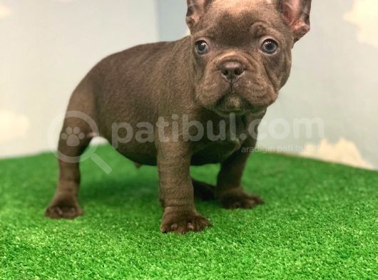 En Özel Renk Blue French Bulldog görsel