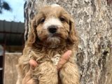 Mükemmel Maltipoo Bebeklerimiz