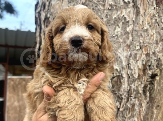 Mükemmel Maltipoo Bebeklerimiz görsel