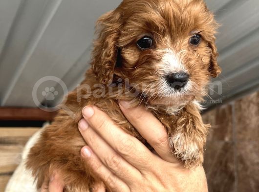 Mükemmel Maltipoo Bebeklerimiz görsel