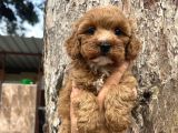 Mükemmel Maltipoo Bebeklerimiz