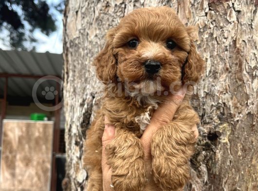 Mükemmel Maltipoo Bebeklerimiz