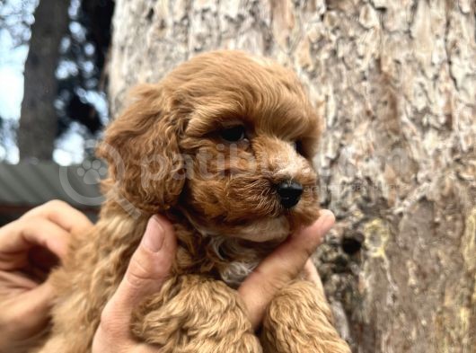 Mükemmel Maltipoo Bebeklerimiz görsel