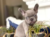Mavi̇ Gözlü Blue French Bulldog Bebeği̇mi̇z