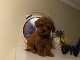 Irk ve Sağlık Garantili Poodle Bebekler