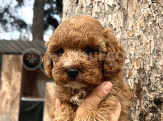 Mükemmel Maltipoo Bebeklerimiz görsel