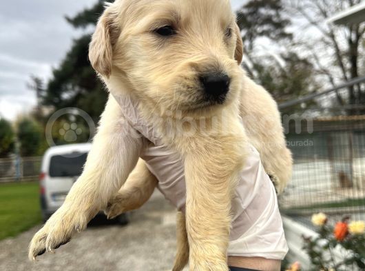 Küt Burun Baby Face Mükemmel Golden Yavrularımız görsel