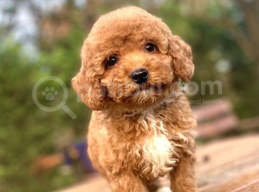 Red Poodle Aşili Bebeği̇mi̇z görsel