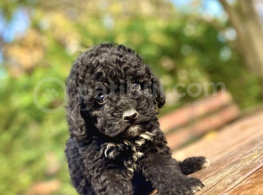 Özel Renk Si̇yah Poodle Bebeği̇mi̇z