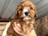 Mükemmel Maltipoo Bebeklerimiz