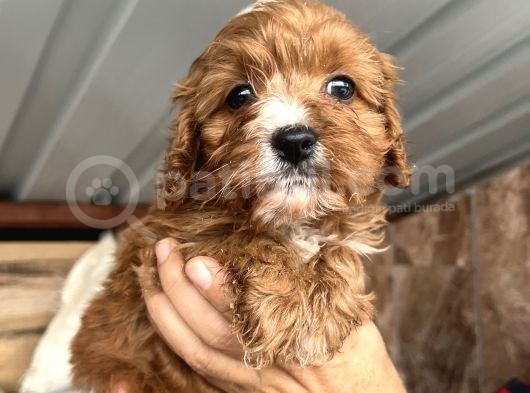 Mükemmel Maltipoo Bebeklerimiz görsel