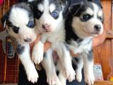 Husky Si̇bi̇rya Kurdu A Kali̇te Bebekler