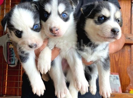 Husky Si̇bi̇rya Kurdu A Kali̇te Bebekler görsel