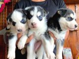 Husky Si̇bi̇rya Kurdu A Kali̇te Bebekler