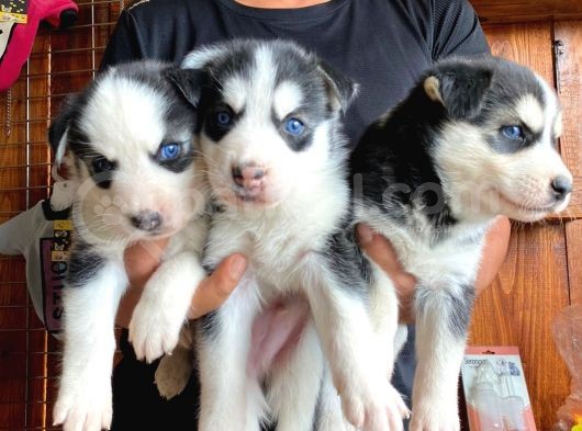Husky Si̇bi̇rya Kurdu A Kali̇te Bebekler görsel