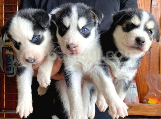 Husky Si̇bi̇rya Kurdu A Kali̇te Bebekler görsel