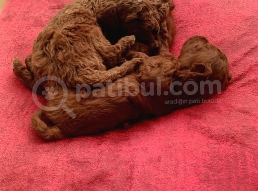 Ev Bakımı Karma Aşili Safkan Toy Poodle Yavrular
