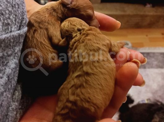 Ev Bakımı Karma Aşili Safkan Toy Poodle Yavrular görsel