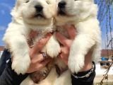 Samoyed Kar Topu Bebekler