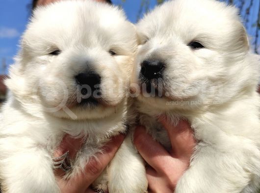 Samoyed Kar Topu Bebekler