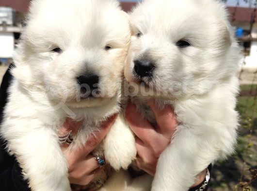 Samoyed Kar Topu Bebekler görsel