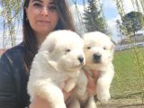 Samoyed Kar Topu Bebekler