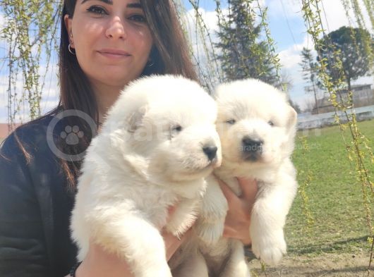 Samoyed Kar Topu Bebekler görsel