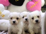Sifir Numara Maltese Terri̇er Irk Garanti̇li̇