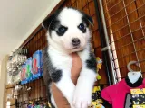 Husky Si̇bi̇rya Kurdu A Kali̇te Bebekler