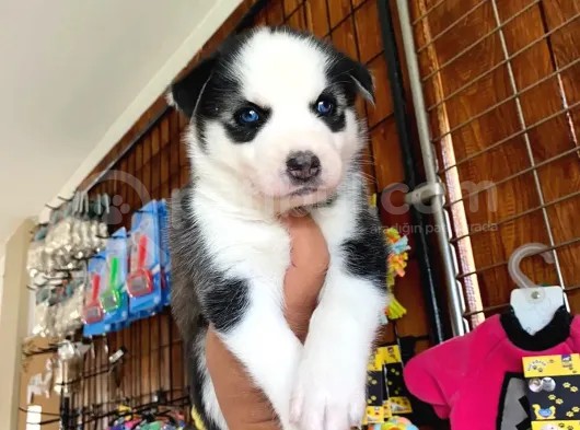 Husky Si̇bi̇rya Kurdu A Kali̇te Bebekler görsel
