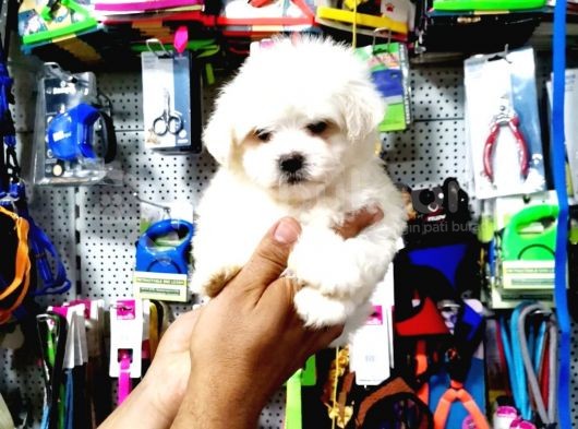Maltese Terrier Yavrusu