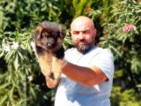 Alman Kurdu Yavrusu
