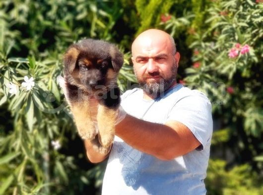 Alman Kurdu Yavrusu görsel