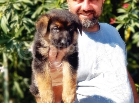 Alman Kurdu Yavrusu görsel