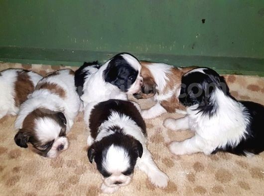 Shi̇h Tzu Yavrusu görsel