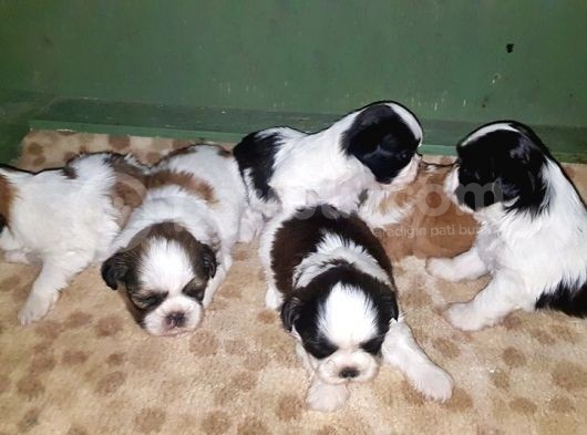 Shi̇h Tzu Yavrusu görsel