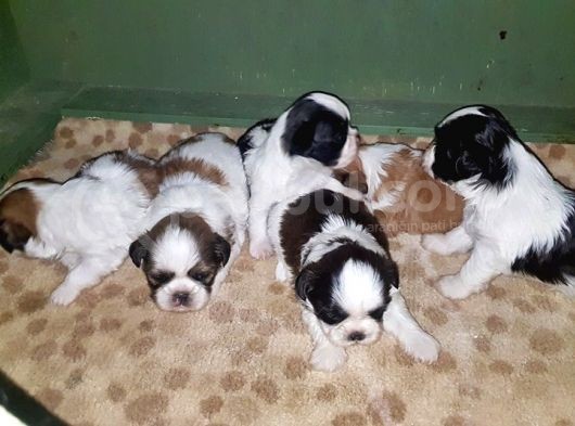 Shi̇h Tzu Yavrusu görsel