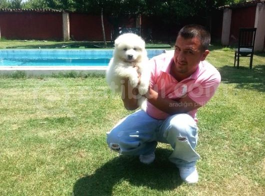 Burkem Den Samoyed Yavrular görsel