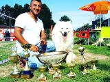Burkem Den Samoyed Yavrular
