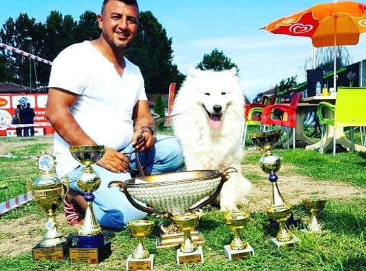 Burkem Den Samoyed Yavrular görsel