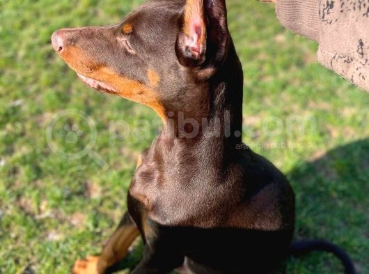 Safkan Doberman Yavrularımız görsel