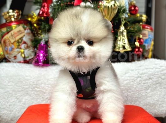 Safkan Teddy Face Pomeranian Yavrular görsel