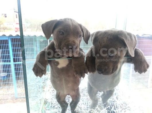 Burkem Den Cane Corso  Yavrular