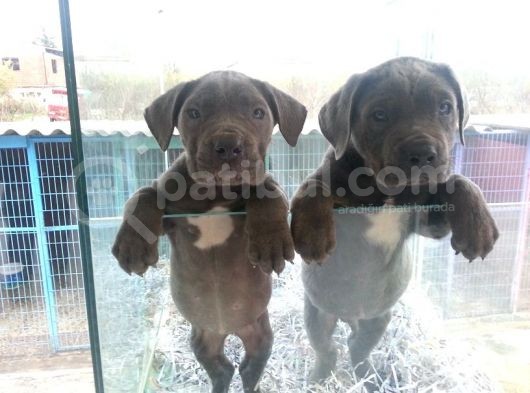 Burkem Den Cane Corso  Yavrular görsel