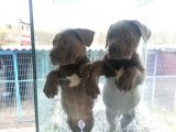 Burkem Den Cane Corso  Yavrular