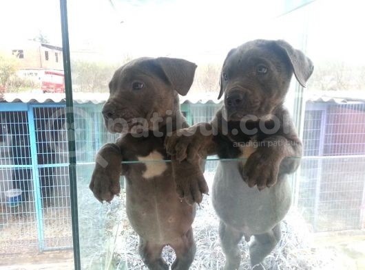 Burkem Den Cane Corso  Yavrular görsel